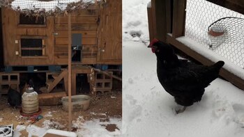 Desde que se mudó a