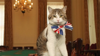 Larry, el gato que vio