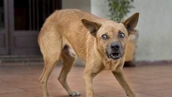 Alerta sanitaria en Estados Unidos por nuevos casos de rabia: estos son los animales afectados