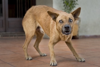 Perro de pelaje marrón sobre suelo de baldosas con el cuerpo en tensión, las orejas erguidas y la boca parcialmente abierta.