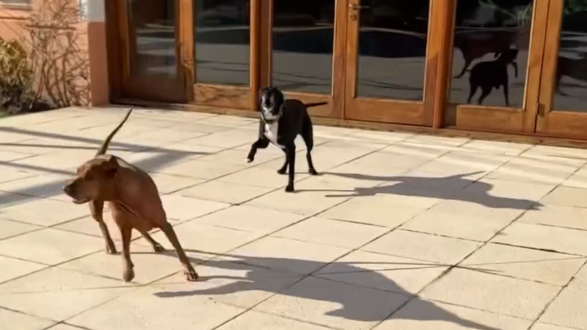 Los perros de Susana en Uruguay