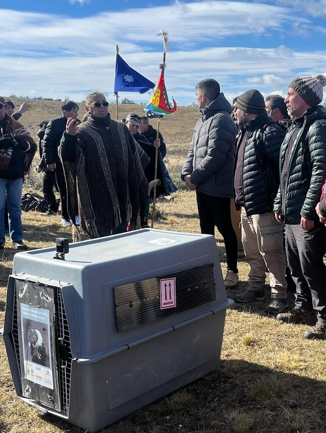 Walaq fue encontrado en mayo y trasladado a El Calafate para su evaluación veterinaria inicial (CAP Santa Cruz)