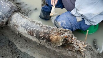 El descubrimiento del cráneo de