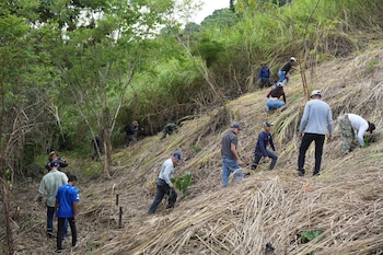 Plantones como cocobolo, guayacán y espavé son utilizados por su alta adaptación a las condiciones locales. Tomada de MiAmbiente