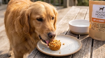 Un perro golden retriever lame un pastelito en un plato. Hay un cuenco de agua y un paquete de "Oat & Carrot" en la mesa de madera.