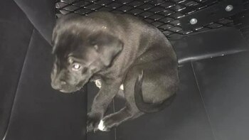 El cachorro que un hombre bajo los efectos de la metanfetamina arrojó contra un automóvil en Pueblo, Colorado (Pueblo Police Department)