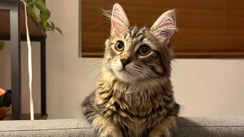 Una actuación digna de Oscar, así fue cómo un gato intentó evitar que le cortaran sus garras (Reddit)