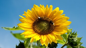 Graine de tournesol : pourquoi consommer