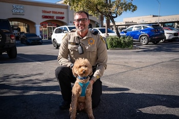 El Goldendoodle Jet Blue fue