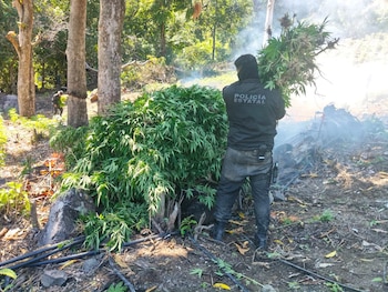 Encuentran y destruyen casi 100 mil plantas de mariguana en Tequila, Jalisco. Especial
