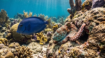Pez cirujano azul a la izquierda y pulpo de arrecife con ventosas sobre rocas de coral bajo la luz solar marina.