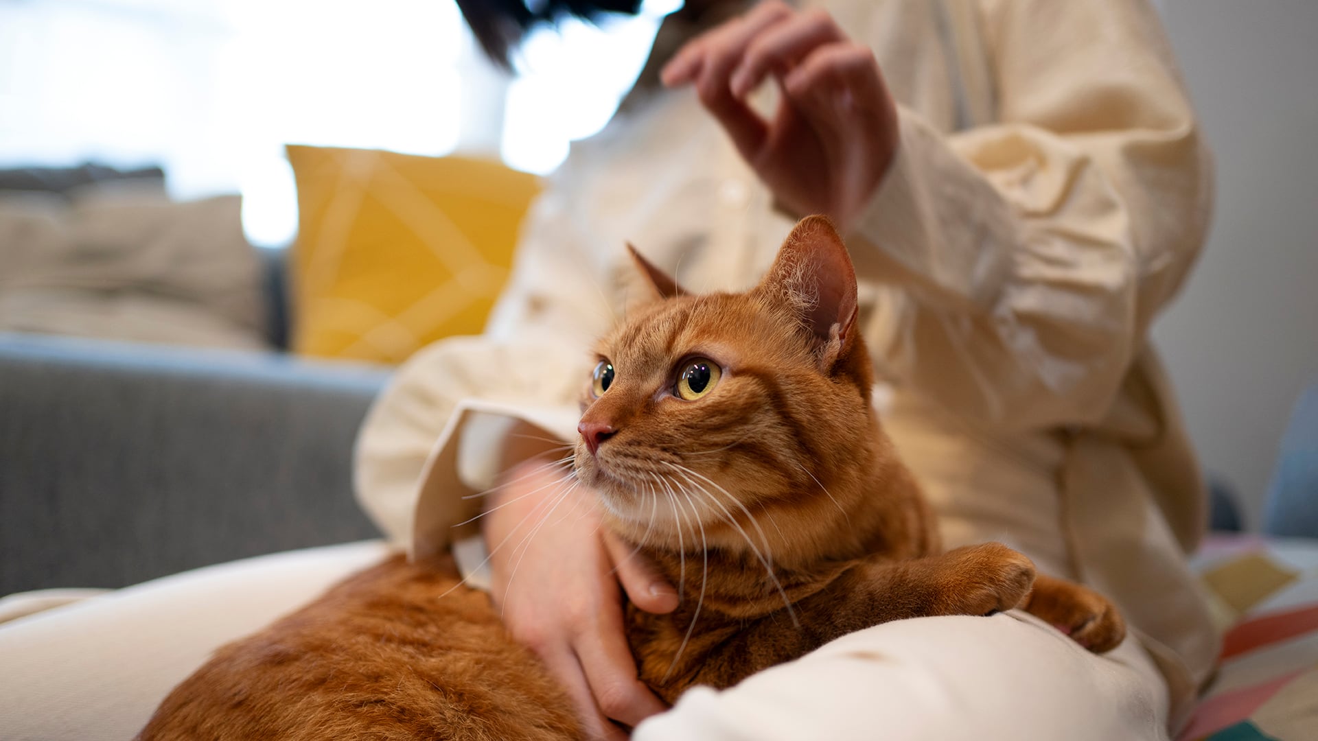 Estudios recientes muestran que los gatos ofrecen un anclaje emocional para personas con vulnerabilidad mental, estabilizando el ánimo (Freepik)