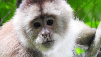 Alerta ambiental en Tumbes: el mono machín ha perdido el 99% de su hábitat y autoridades activan plan para salvarlo