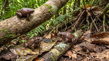 Cuatro ranas marrones sobre troncos y hojas secas en el suelo de un bosque frondoso con vegetación verde borrosa de fondo.