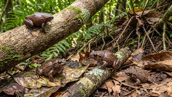 Descubren siete ranas diamante que vivían ocultas en los bosques de Madagascar