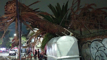 Cae palmera de alrededor de