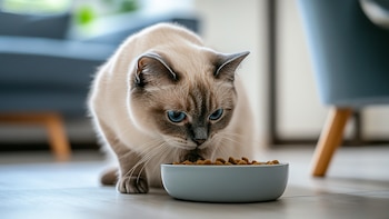 El cambio de olor en la comida podría resolver el rechazo alimenticio de los gatos