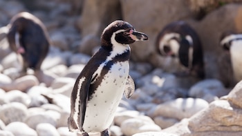 Fenómeno El Niño amenaza a los pingüinos de Humboldt: advierten riesgo de muerte masiva por escasez de alimento