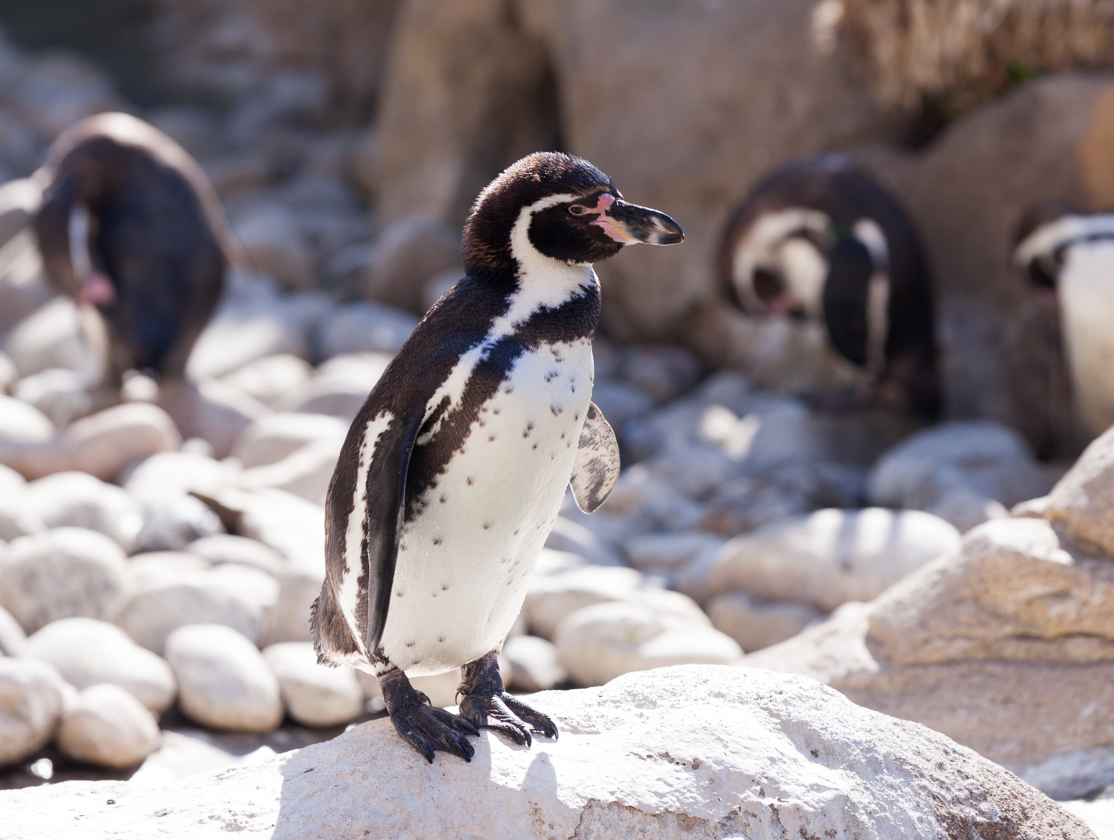 Fenómeno El Niño amenaza a los pingüinos de Humboldt: advierten riesgo de muerte masiva por escasez de alimento