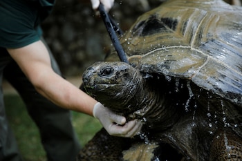 El trabajo de Grimshaw y su socio, René, consiguió que la vida salvaje regresara a la isla. Muchas especies volvieron y poblaron los nuevos bosques y otras, como la amenazada tortuga gigante de Aldabra, fueron introducidas de manera artificial (REUTERS/Umit Bektas)