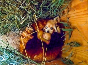 El Zoológico de Santa Bárbara confirma la muerte de dos pandas rojos