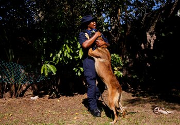 Si bien los rasgos físicos como las patas largas de un galgo o las manchas de un dálmata son claramente heredados, la raza no es un fuerte predictor de la personalidad de ningún perro en particular (REUTERS/Rogan Ward)