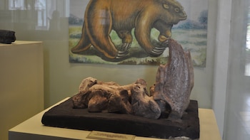 Fósiles de mastodontes, perezosos gigantes y otros animales de la megafauna fueron encontrados en El Salvador hace 25 años