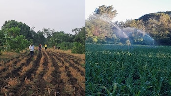 El Ministerio de Agricultura de El Salvador reporta cosecha mecanizada y estabilidad de precios en granos básicos