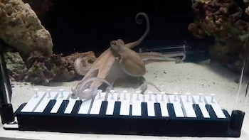 El pulpo 'Tako' aprendió a