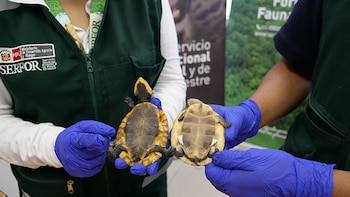 Serfor alerta sobre regalar animales