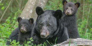 La enmienda enfrenta oposición por