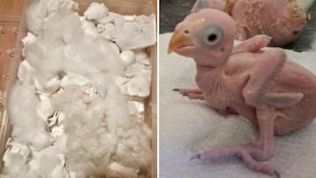 Detienen a dos ciudadanos tailandeses en Sudáfrica tras detectar 468 huevos de loro ocultos en su equipaje