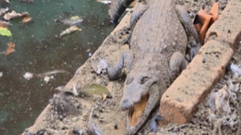 Fue hallado un cocodrilo
(Especial)