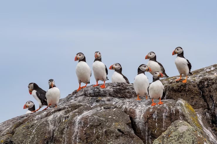 La Real Sociedad para la Protección de las Aves catalogó el evento invernal reciente como el peor desastre costero en una década (Crédito: Magnific)