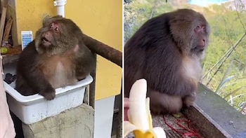 El animal aprendió a convivir