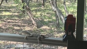 Las ardillas estaban luchando en