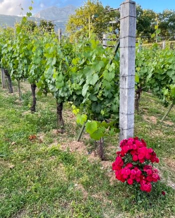 El inédito momento consistió en