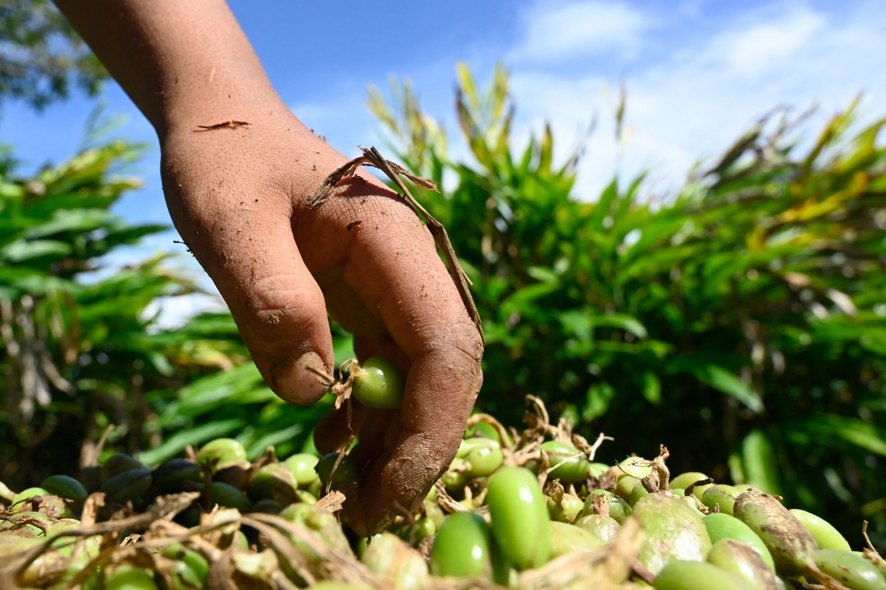 Un agricultor muestra los racimos de cápsulas verdes durante la cosecha. Aunque Honduras es un proveedor de menor escala frente a Guatemala e India, el país ha ampliado su presencia en el comercio internacional de la especia. (Infobae Centroamérica/ Orlando SIERRA / AFP)