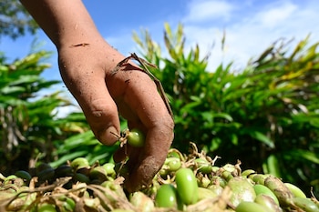 Cardamomo, la especia aromática de Honduras que puede cautivar el olfato internacional