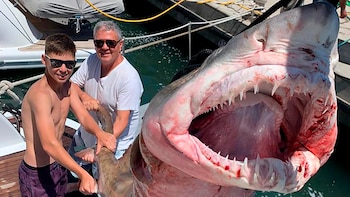 Pescaron otro tiburón en Punta