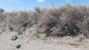 "El testimonio y sus huesos",