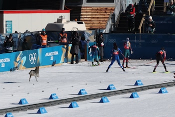 El perro acompañó a las