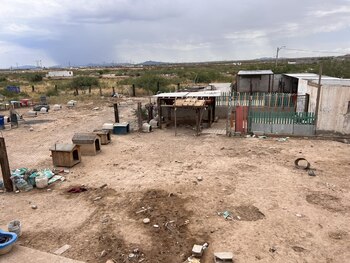 Varios perros muertos dentro de