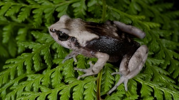 La viviparidad revela la sorprendente