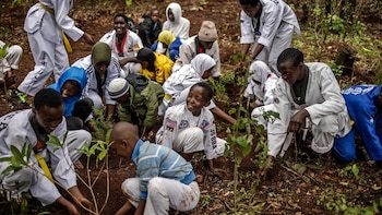 La campaña de reforestación busca
