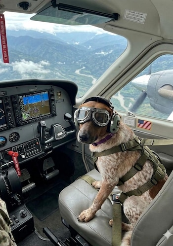 El seguimiento constante del equipo veterinario logró que Zafira recuperara la confianza y la vitalidad que había perdido durante años de abandono - crédito Ejército Nacional