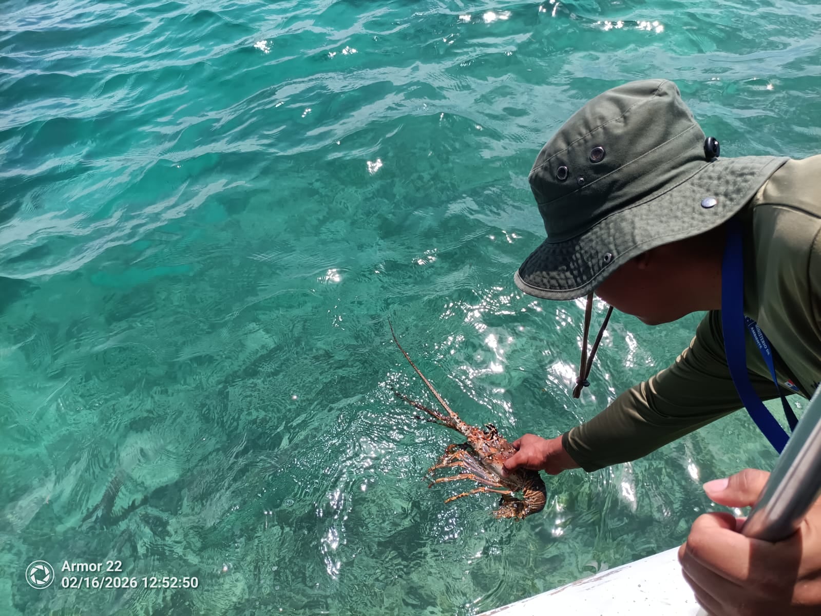 La langosta representa una fuente importante de ingresos para comunidades pesqueras del Caribe panameño. Cortesía MiAmbiente