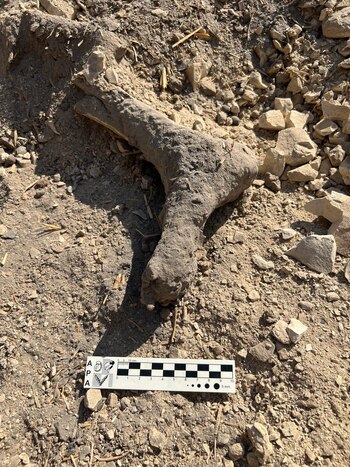 Pierna y pie de momia