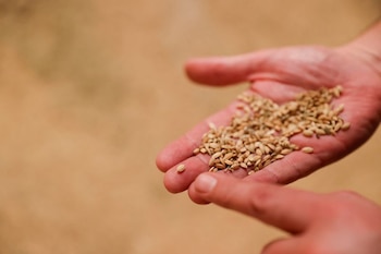 El principal sector, en términos