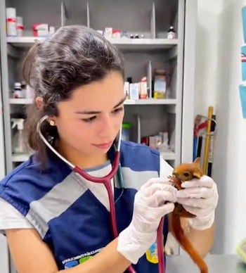 Según las autoridades, los animales habrían sido sedados para evitar que hicieran ruido durante el viaje, una práctica que agravó su estado de salud - crédito EPA Colombia/X